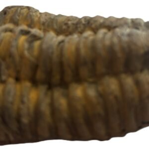 Trilobite 2 2 sians emporium Trilobite 2 2