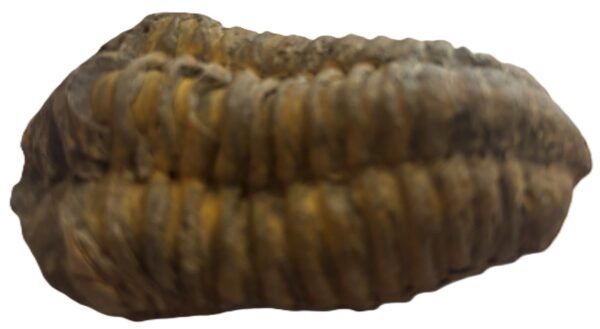 Trilobite 2 2 sians emporium Trilobite 2 2