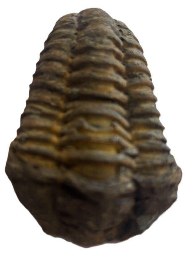 Trilobite 2 3 sians emporium Trilobite 2 3