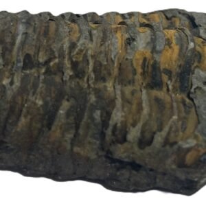 Trilobite 3 1 sians emporium Trilobite 3 1