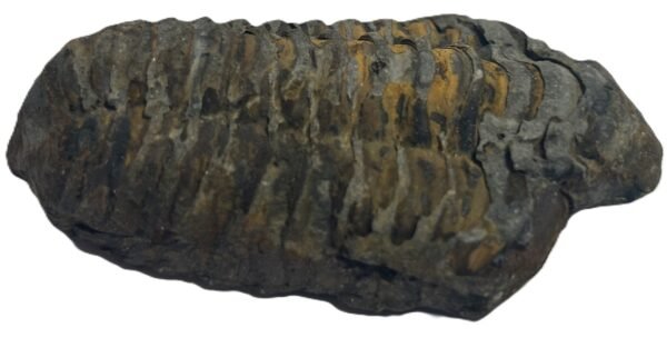 Trilobite 3 1 sians emporium Trilobite 3 1