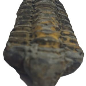 Trilobite 3 2 sians emporium Trilobite 3 2