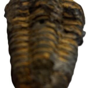 Trilobite 3 3 sians emporium Trilobite 3 3
