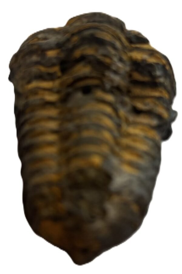Trilobite 3 3 sians emporium Trilobite 3 3
