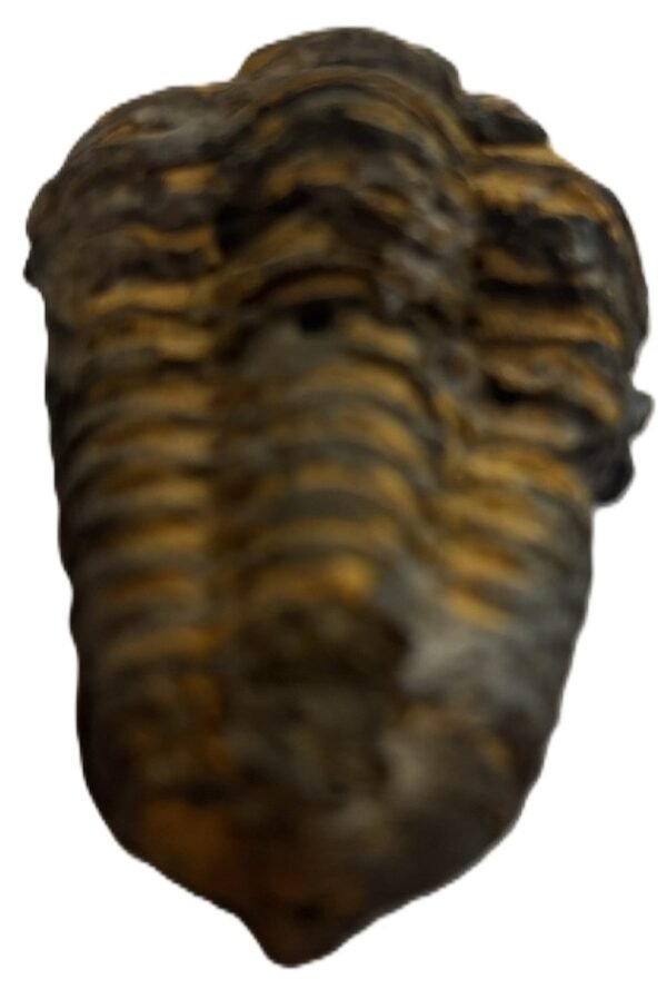 Trilobite 3 4 sians emporium Trilobite 3 4