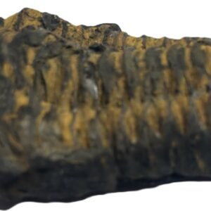 Trilobite 41 sians emporium Trilobite 41