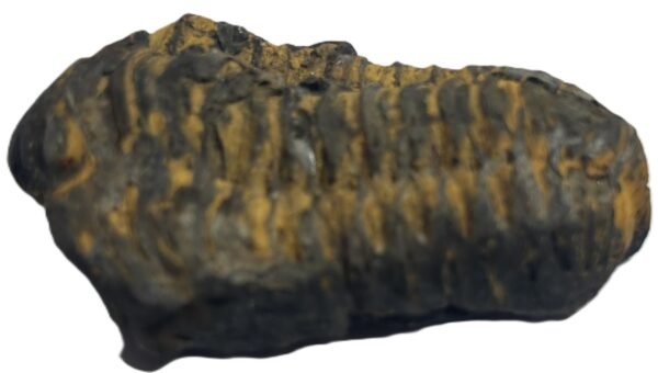 Trilobite 41 sians emporium Trilobite 41