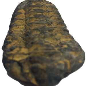 trilobite 42