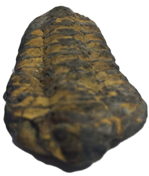 Trilobite 42 sians emporium Trilobite 42