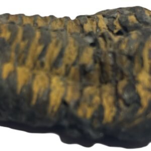 Trilobite 43 sians emporium Trilobite 43