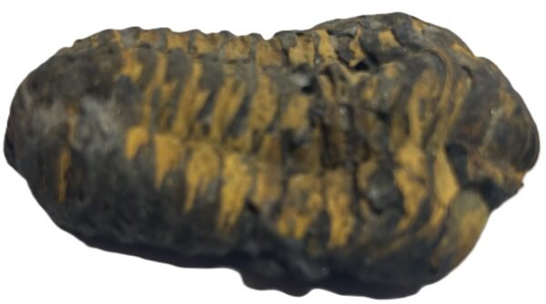Trilobite 43 sians emporium Trilobite 43