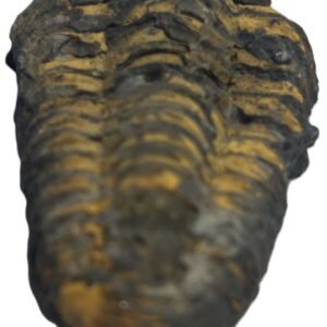Trilobite 44 sians emporium Trilobite 44