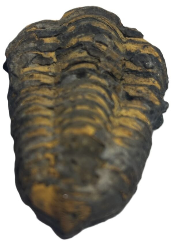 Trilobite 44 sians emporium Trilobite 44