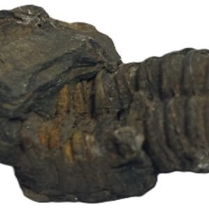 Trilobite 51 sians emporium Trilobite 51