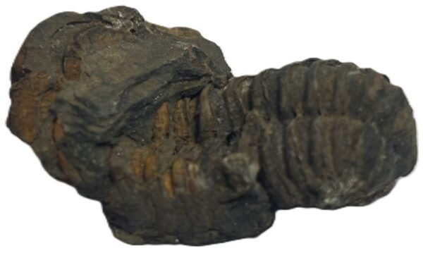 Trilobite 51 sians emporium Trilobite 51