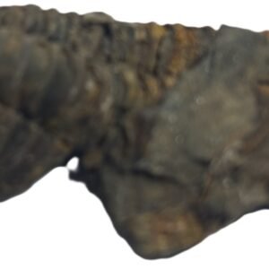 Trilobite 52 sians emporium Trilobite 52