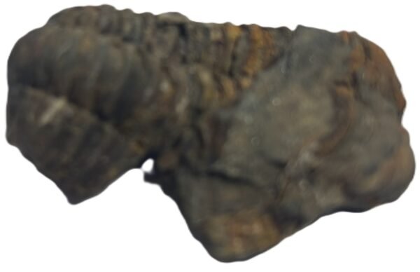 Trilobite 52 sians emporium Trilobite 52