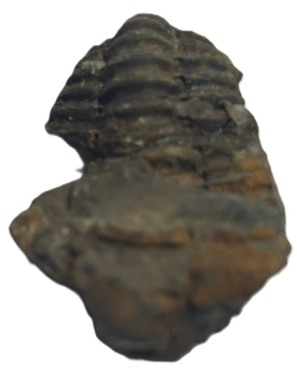 Trilobite 53 sians emporium Trilobite 53