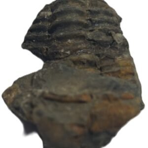 Trilobite 54 sians emporium Trilobite 54