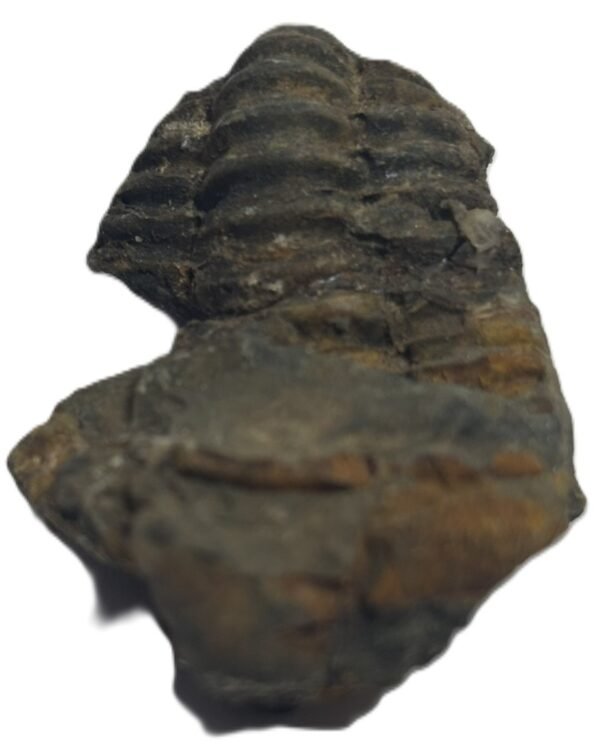 Trilobite 54 sians emporium Trilobite 54