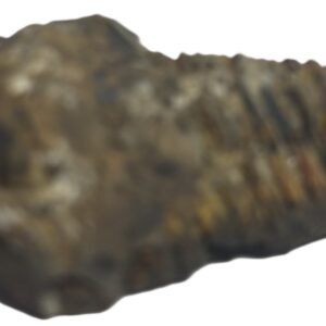 Trilobite 61 sians emporium Trilobite 61