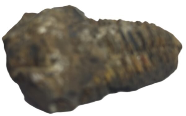 Trilobite 61 sians emporium Trilobite 61
