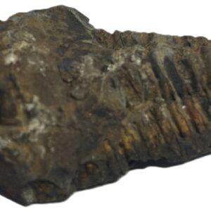 trilobite 62