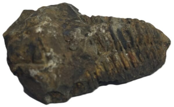 Trilobite 62 sians emporium Trilobite 62