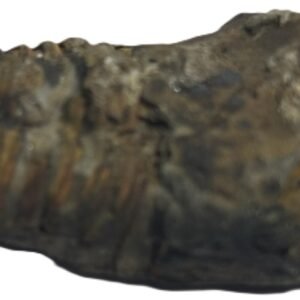 Trilobite 64 sians emporium Trilobite 64