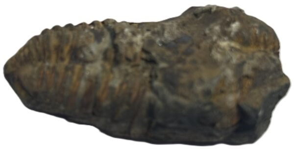 Trilobite 64 sians emporium Trilobite 64