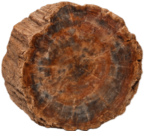 Fossilised wood