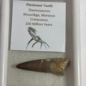 Plesiosaur tooth 1 sians emporium Plesiosaur tooth 1