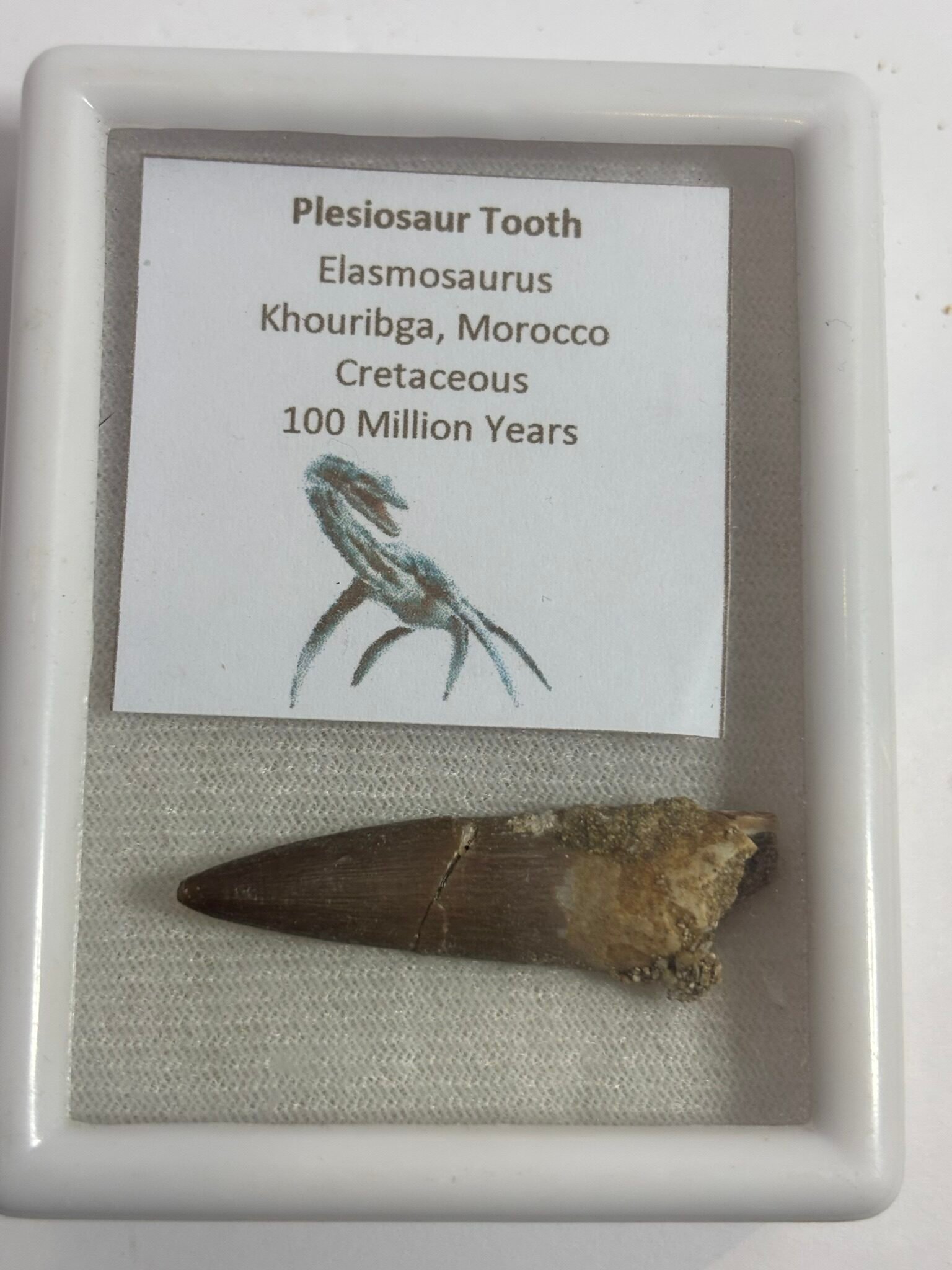 Plesiosaur tooth 1 sians emporium Plesiosaur tooth 1