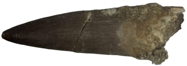 Plesiosaur tooth 1 2 sians emporium Plesiosaur tooth 1 2