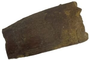 Spinosaurus tooth 2 sians emporium Spinosaurus tooth 2