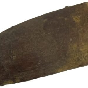 Spinosaurus tooth 2