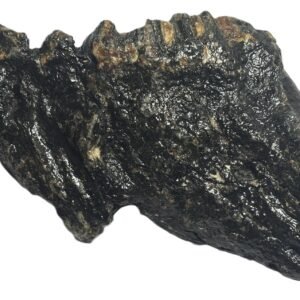 Baby mammoth 11