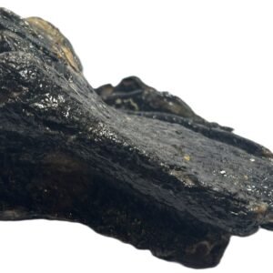 Baby mammoth 15