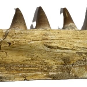 Mosasaur jaw 11 sians emporium Mosasaur jaw 11