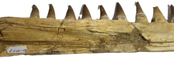 Mosasaur jaw 11 sians emporium Mosasaur jaw 11