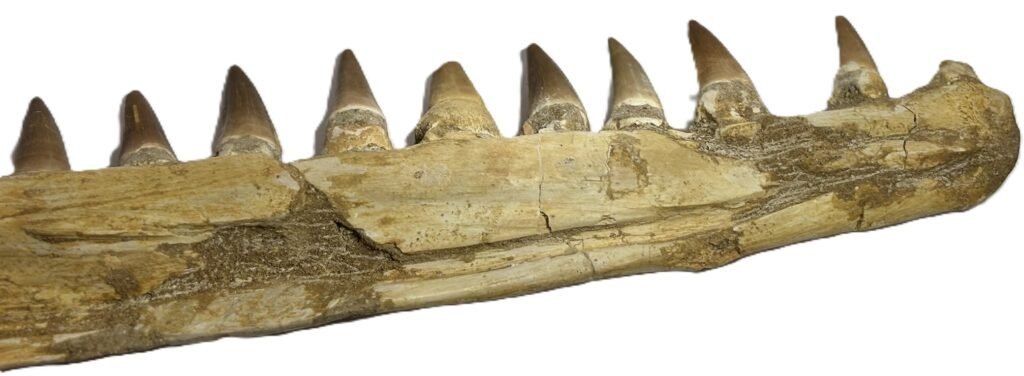 mosasaur jaw 12 - Siop Sian mosasaur jaw 12