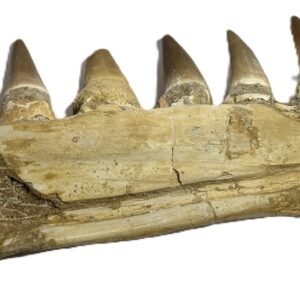 mosasaur jaw 12