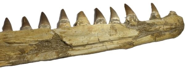 Mosasaur jaw 12 sians emporium Mosasaur jaw 12