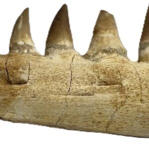 Mosasaur jaw 13 sians emporium Mosasaur jaw 13