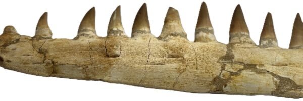 Mosasaur jaw 13 sians emporium Mosasaur jaw 13
