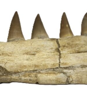 Mosasaur jaw 14 sians emporium Mosasaur jaw 14