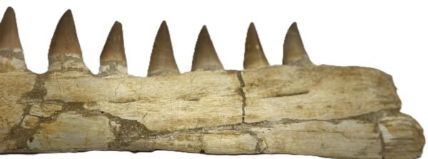Mosasaur jaw 14 sians emporium Mosasaur jaw 14