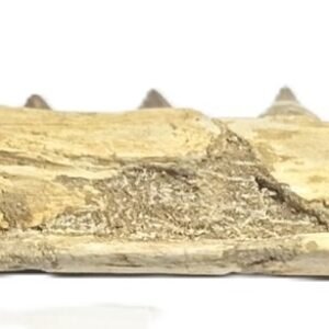 Mosasaur jaw 15 sians emporium Mosasaur jaw 15