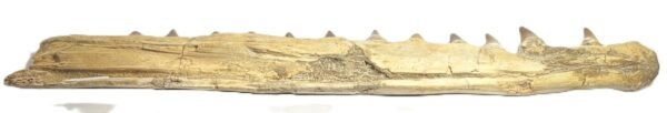 Mosasaur jaw 15 sians emporium Mosasaur jaw 15