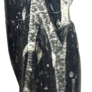 Orthoceras statue 41